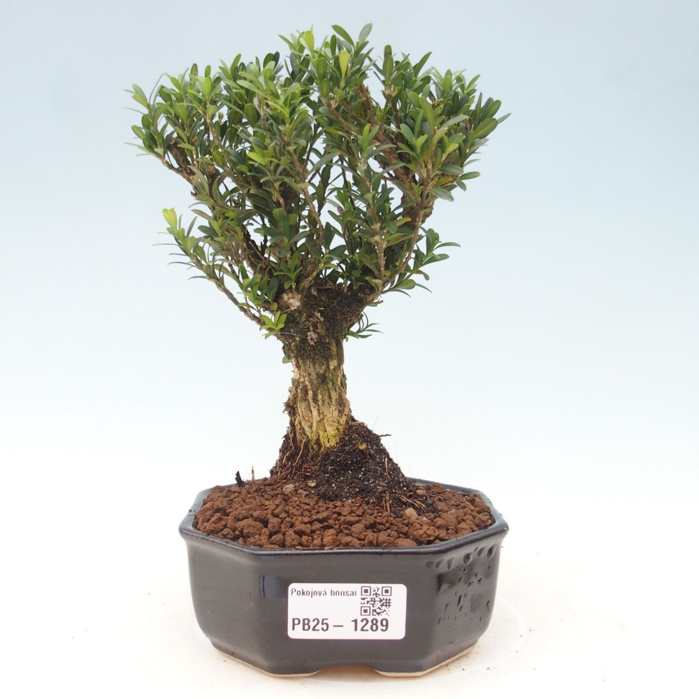 Pokojová bonsai - Buxus harlandii - korkový buxus