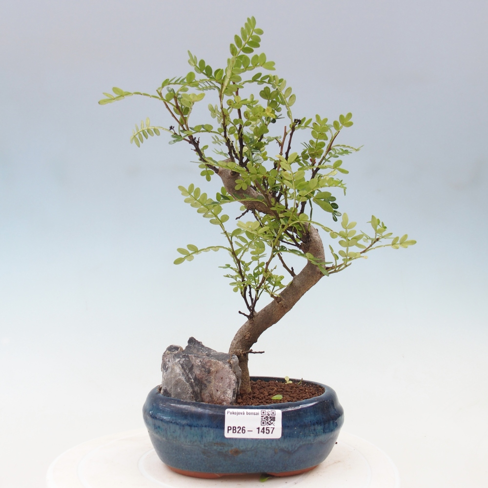 Pokojová bonsai - Zantoxylum piperitum - Pepřovník