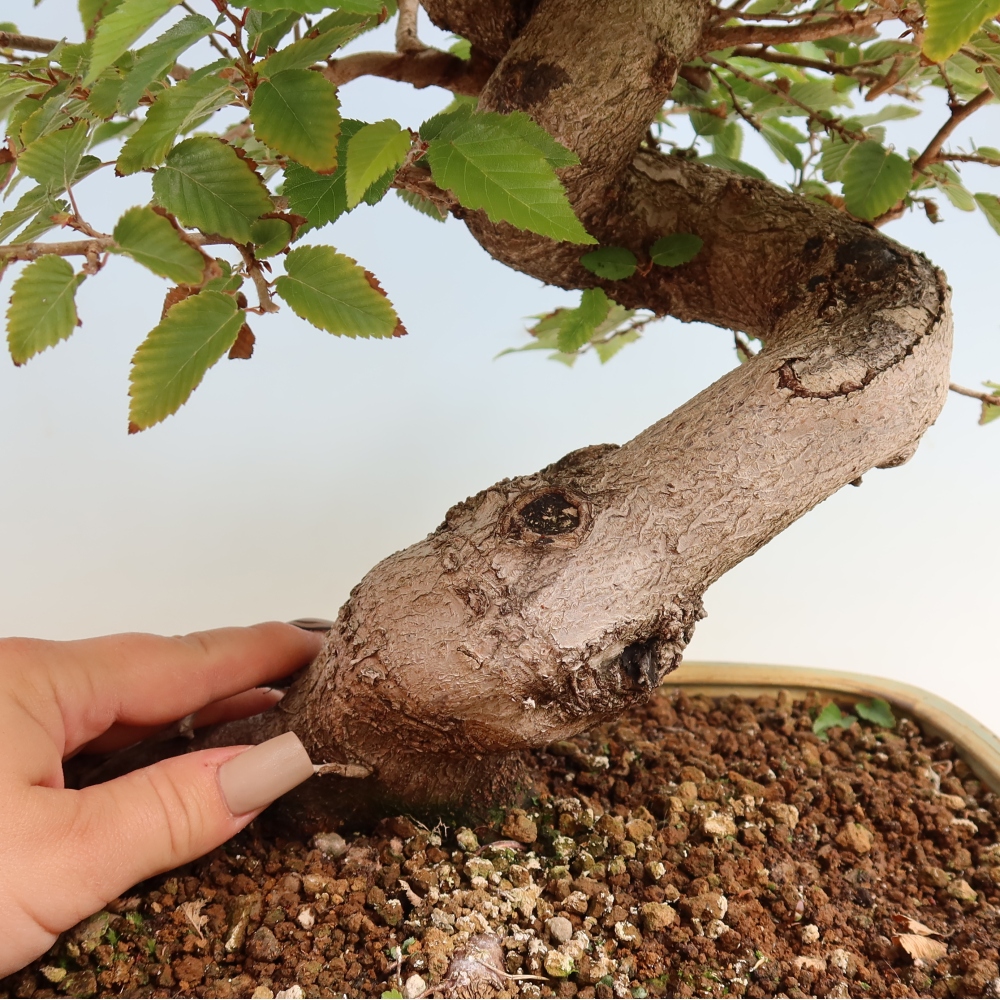 Venkovní bonsai -Carpinus CARPINOIDES - Habr korejský