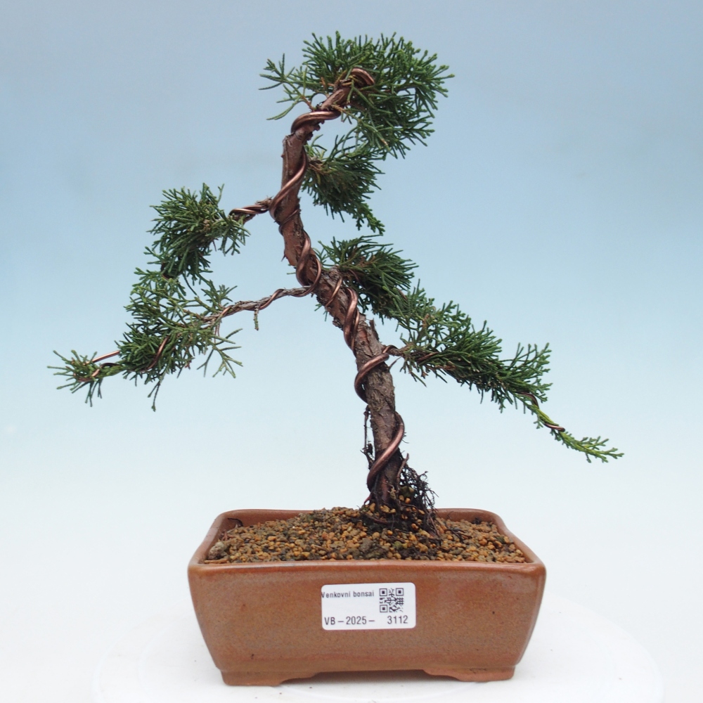 Venkovní bonsai - Juniperus chinensis Kishu -Jalovec čínský