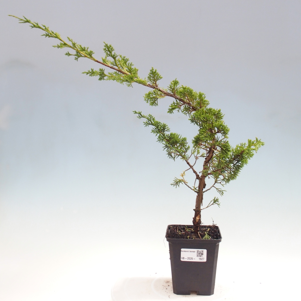 Venkovní bonsai - Juniperus chinensis Itoigawa -Jalovec čínský