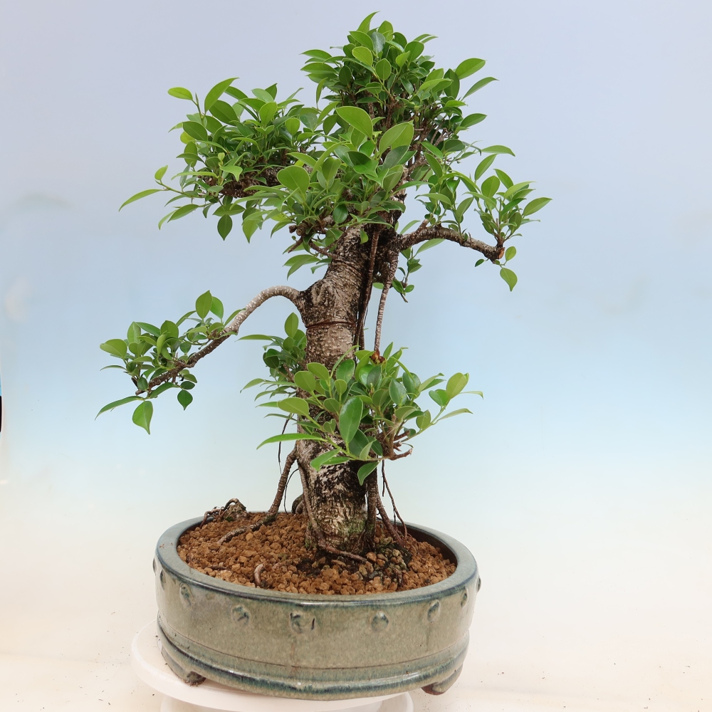 Pokojová bonsai - Ficus kimmen -  malolistý fíkus
