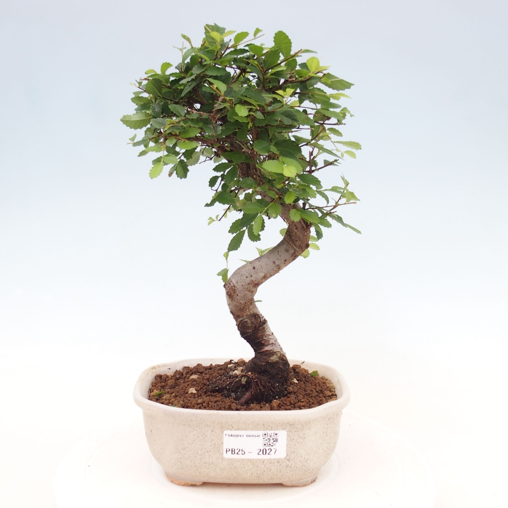 Pokojová bonsai-Malolistý jilm 