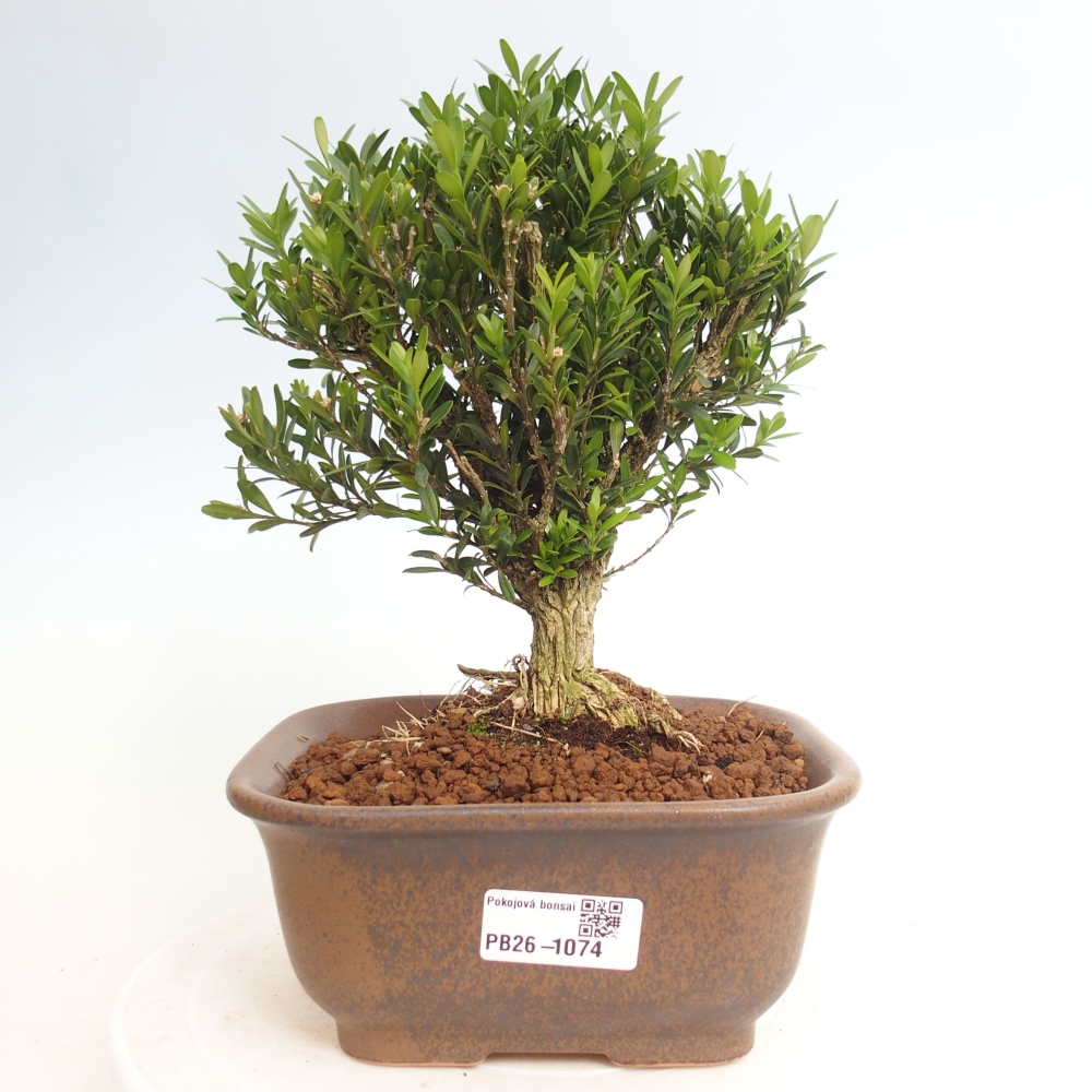Pokojová bonsai - Buxus harlandii - korkový buxus