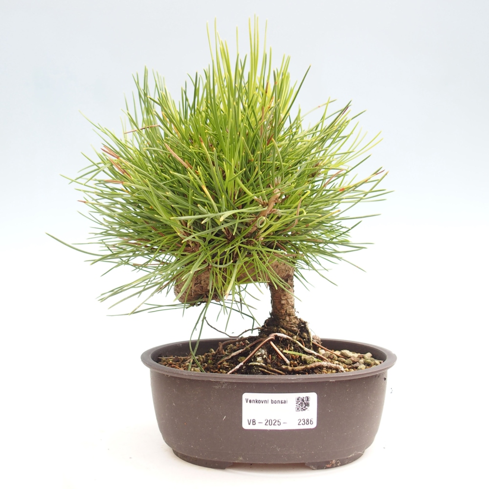 Venkovní bonsai - Pinus thunbergii - Borovice thunbergova