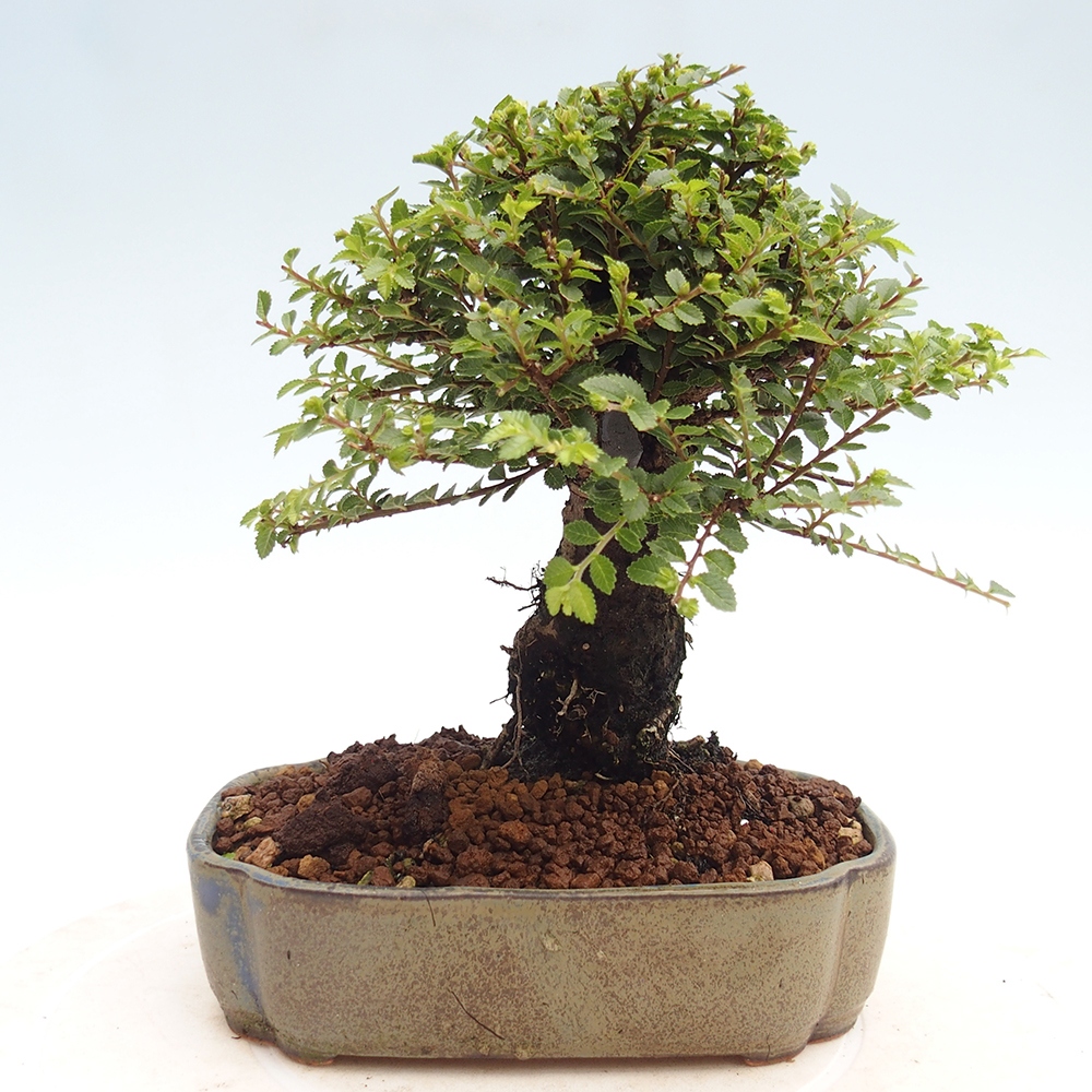 Venkovní bonsai - Ulmus parvifolia Hokkaido - jilm Čínský