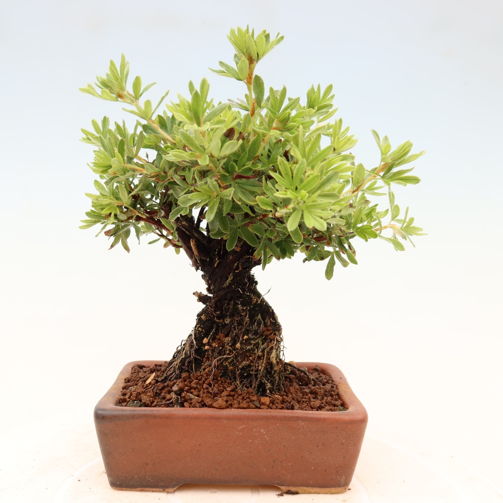 Venkovní bonsai-Mochna křovitá - potentila fruticosa 