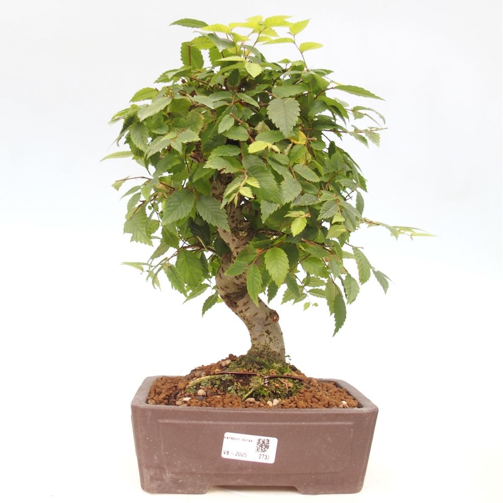 Venkovní bonsai - Zelkova - Zelkova serrata