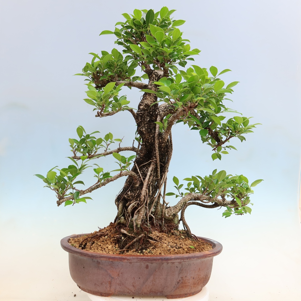 Pokojová bonsai - Ficus kimmen -  malolistý fíkus