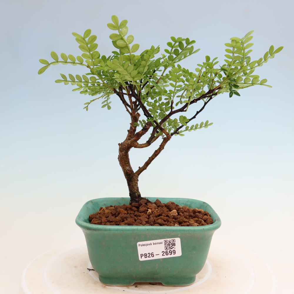Pokojová bonsai - Zantoxylum piperitum - Pepřovník