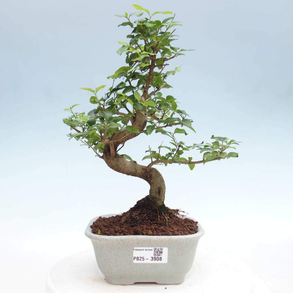 Pokojová bonsai -Ligustrum chinensis - Ptačí zob
