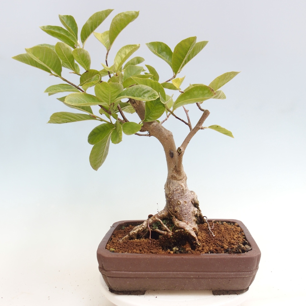 Venkovní bonsai - Magnolia Gold Star  -  Magnolie
