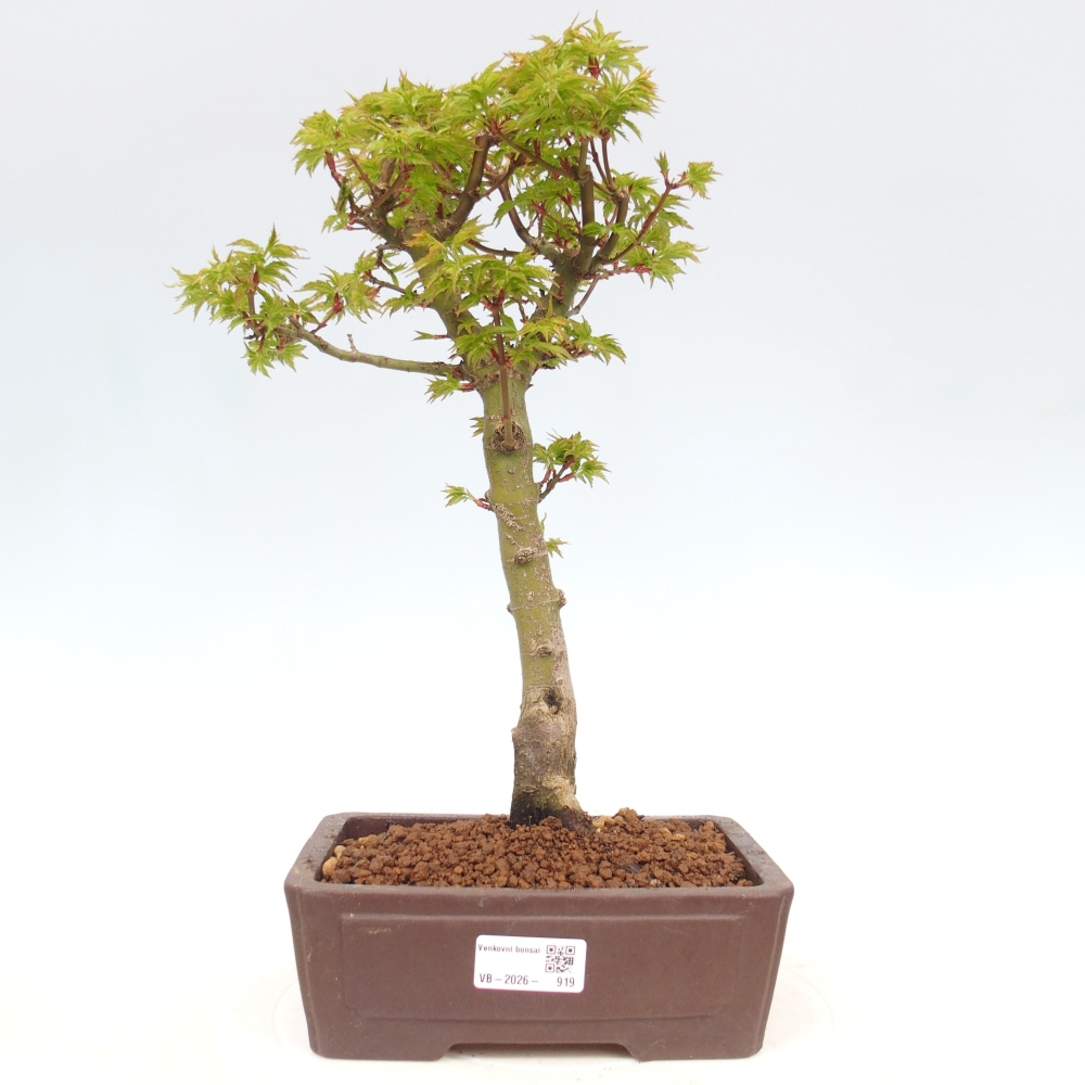 Venkovní bonsai -Javor dlanitolistý Acer palmatum Shishigashira