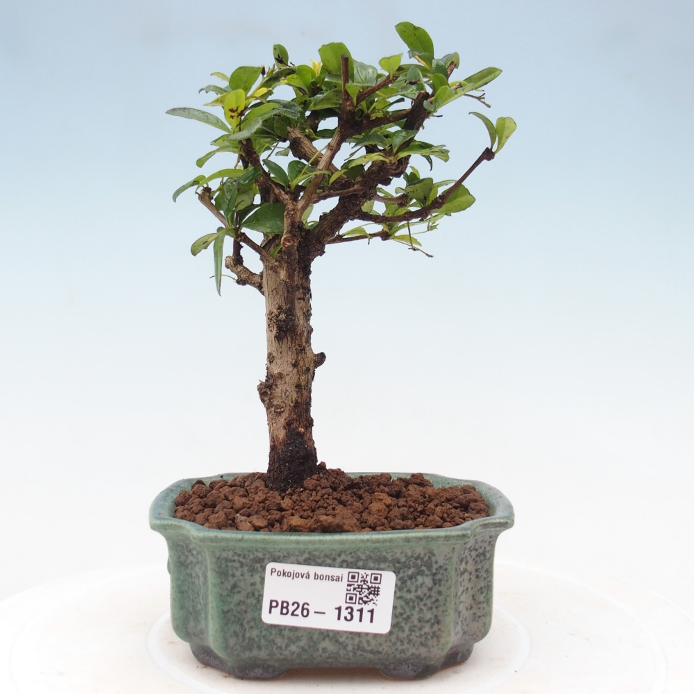 Pokojová bonsai - Carmona macrophylla - Čaj fuki