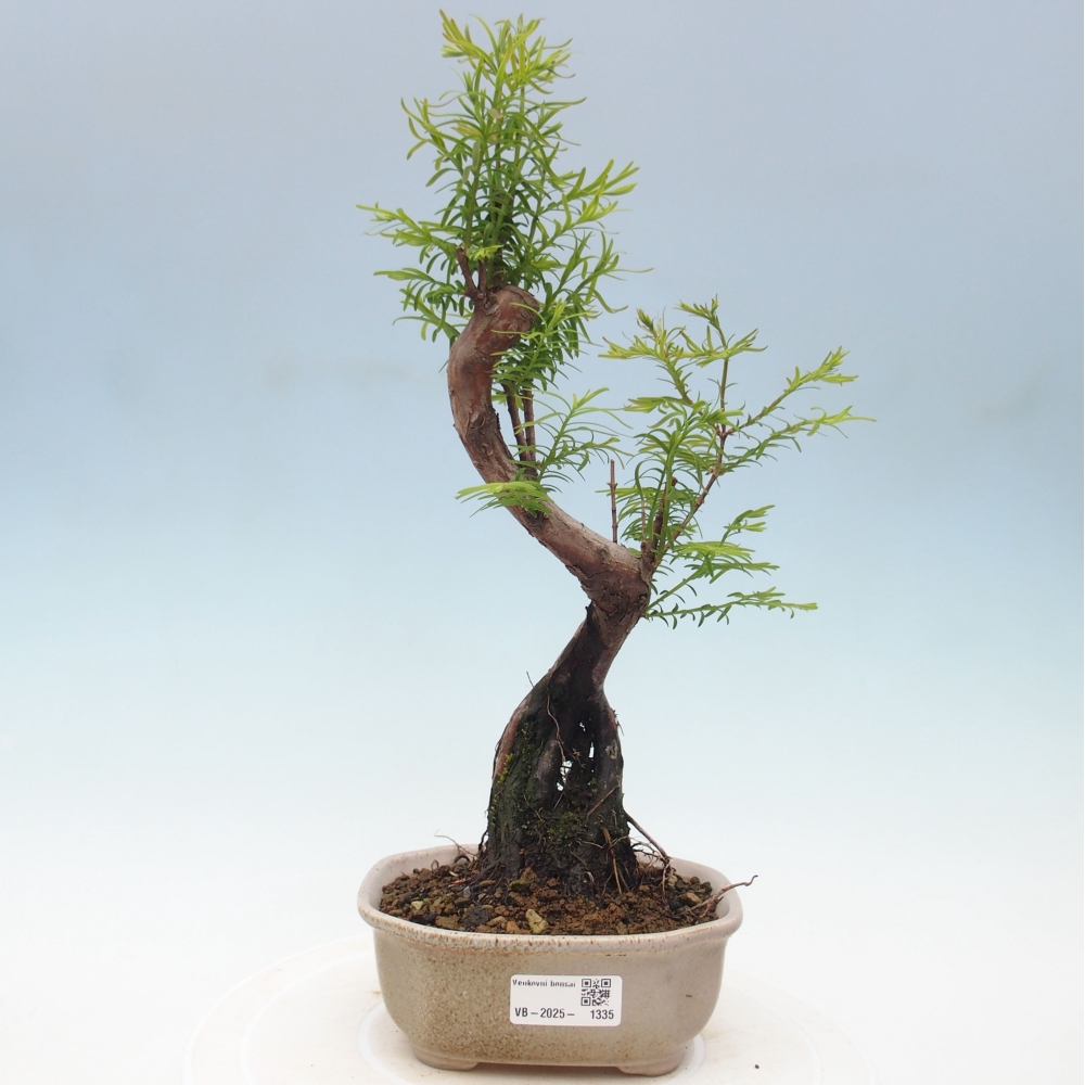 Venkovní bonsai - Metasequoia glyptostroboides - Metasekvoje čínská