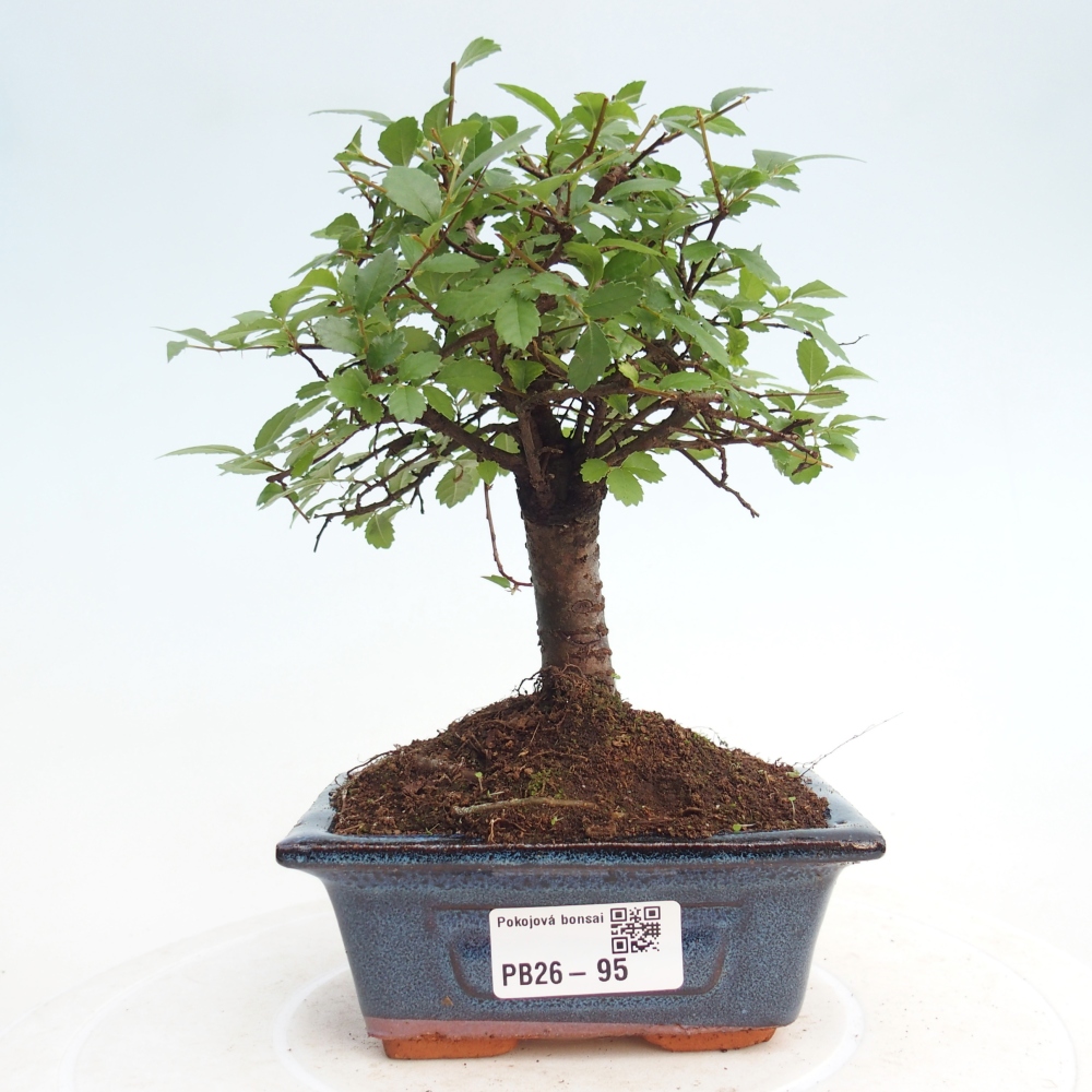 Pokojová bonsai - Ulmus parvifolia - Malolistý jilm