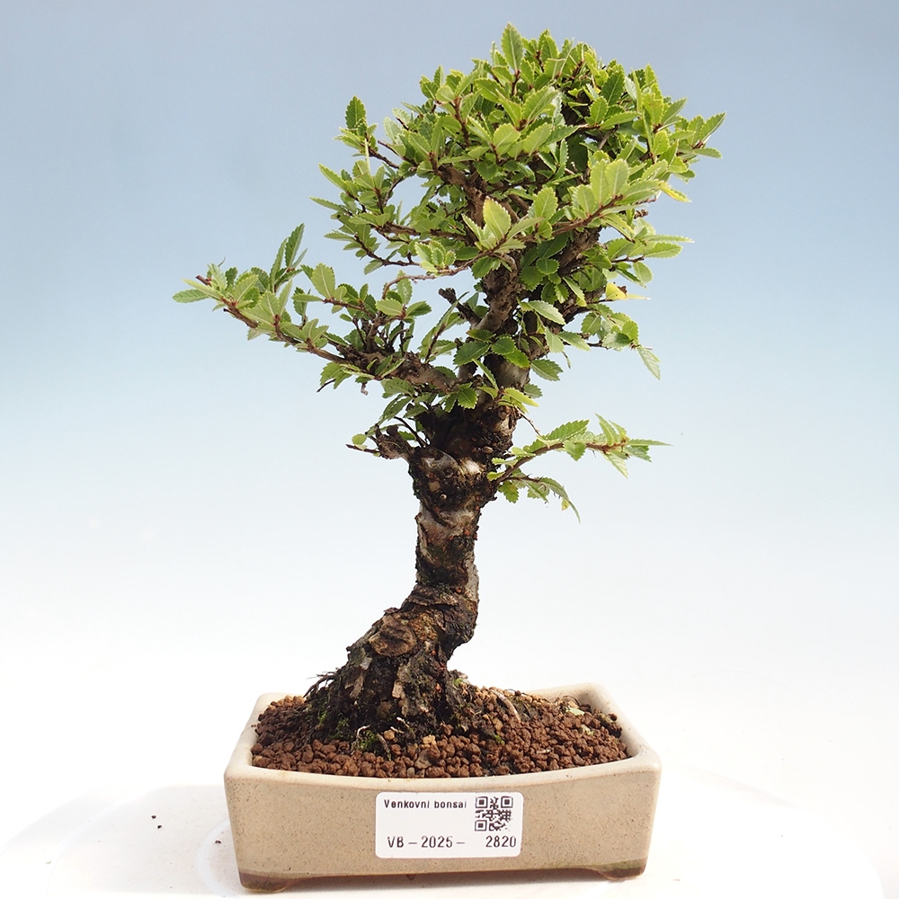 Venkovní bonsai - Zelkova - Zelkova NIRE