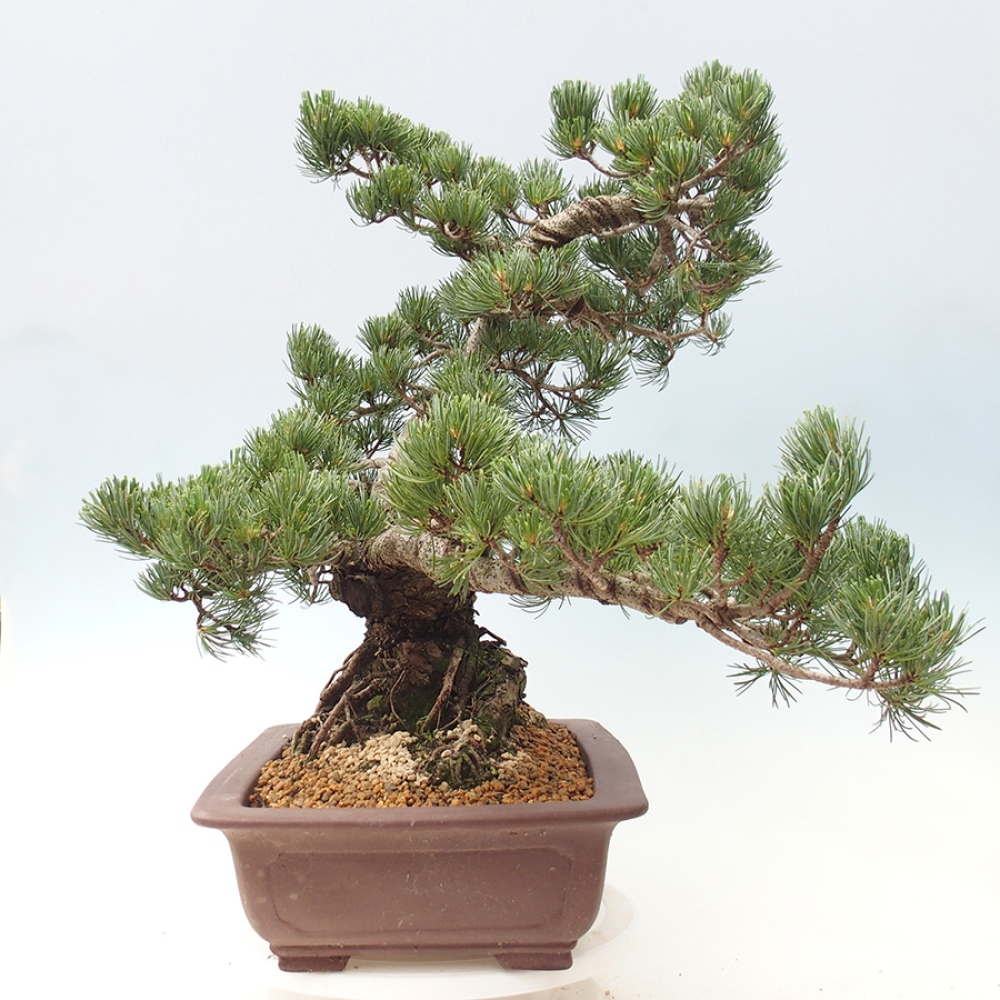 Venkovní bonsai - Pinus parviflora - Borovice drobnokvětá