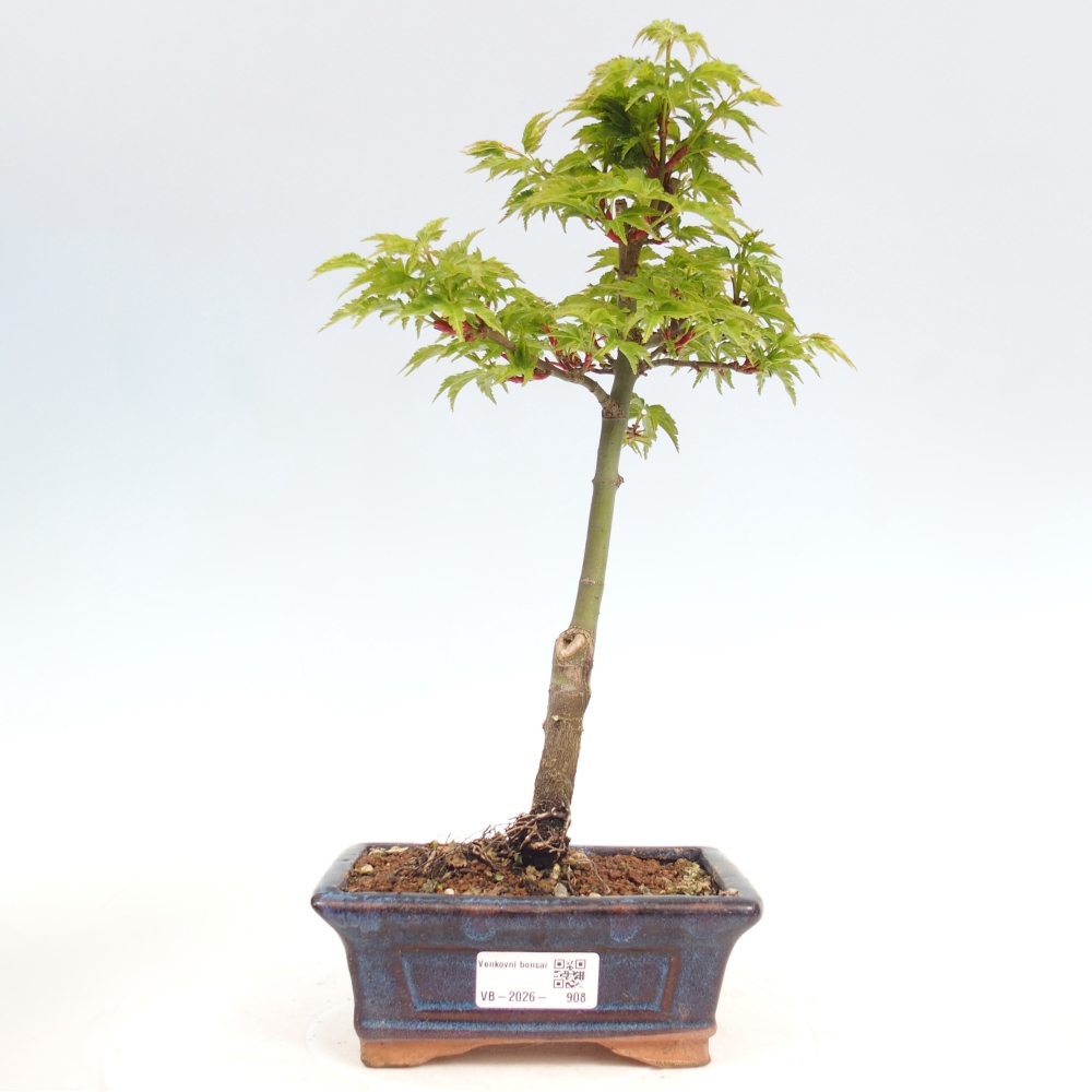 Venkovní bonsai -Javor malolistý SHISHIGASHIRA
