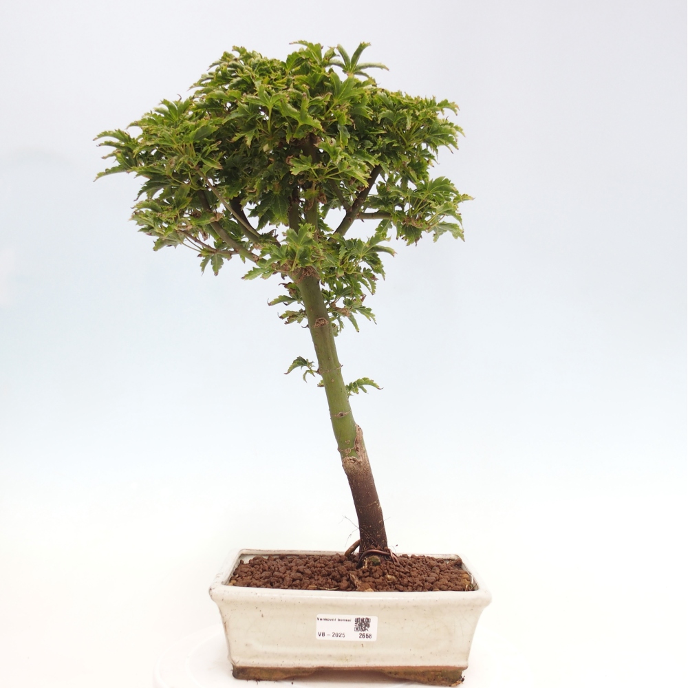 Venkovní bonsai -Javor dlanitolistý Acer palmatum Shishigashira