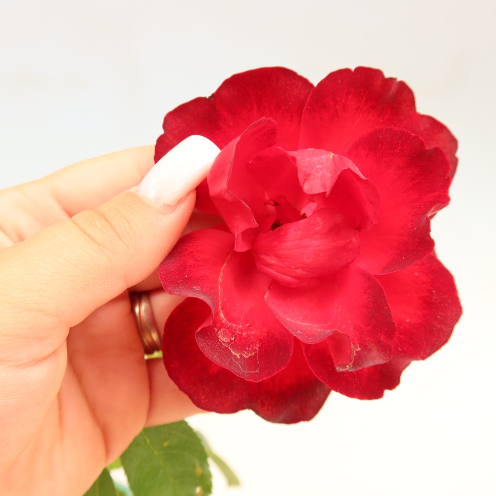 Venkovní bonsai - Rosa Kordes -  růže