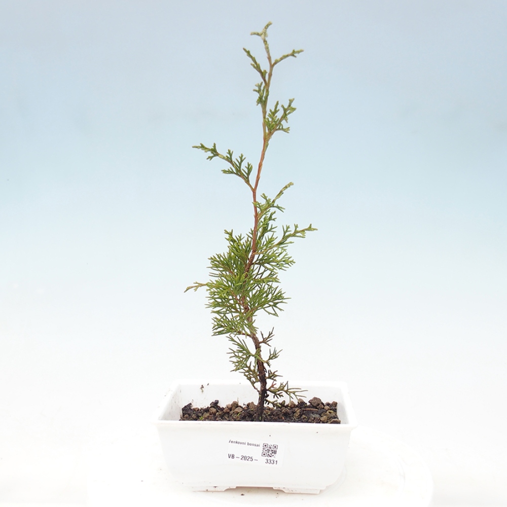 Venkovní bonsai - Juniperus chinensis Itoigawa -Jalovec čínský