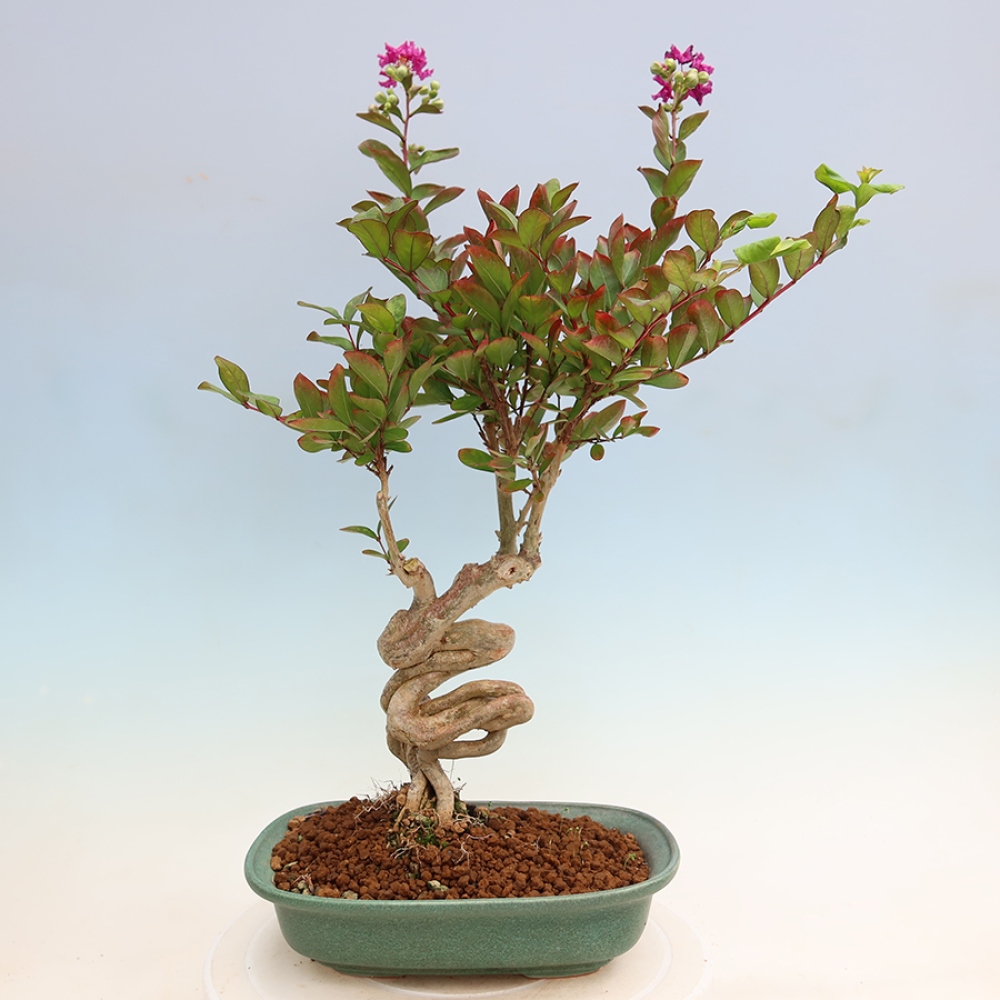 Pokojová bonsai - Lagerstroemia indica - indický šeřík