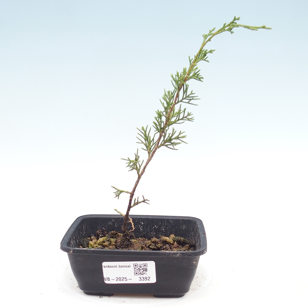 Venkovní bonsai - Juniperus chinensis Itoigawa -Jalovec čínský