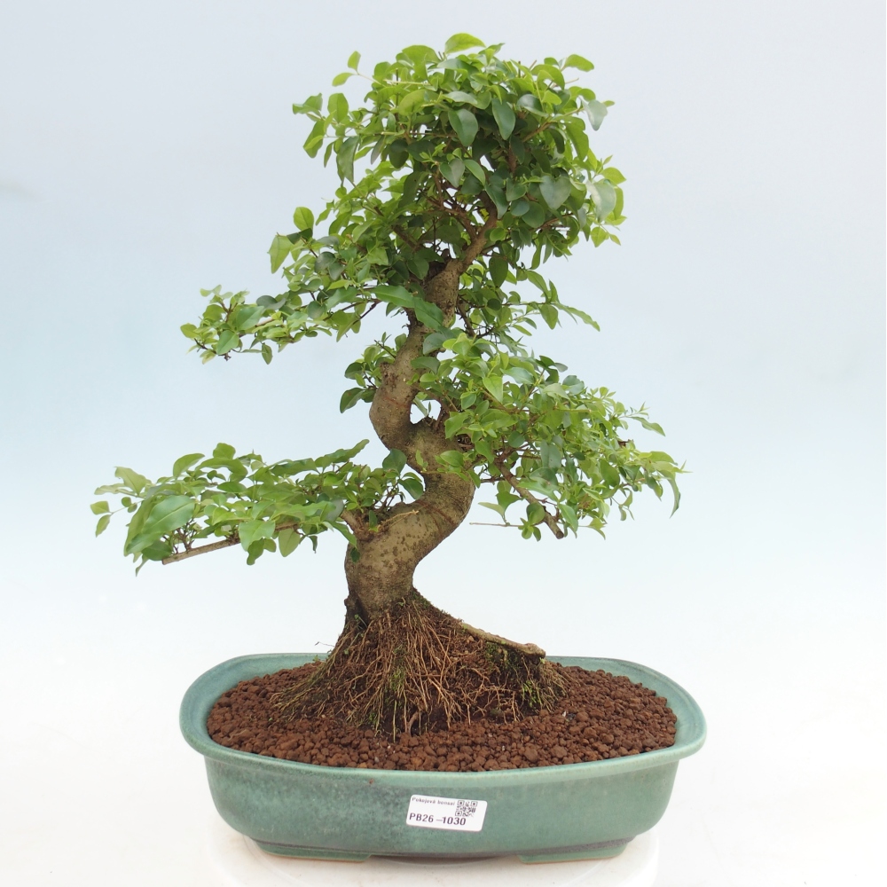 Pokojová bonsai -Ligustrum chinensis - Ptačí zob