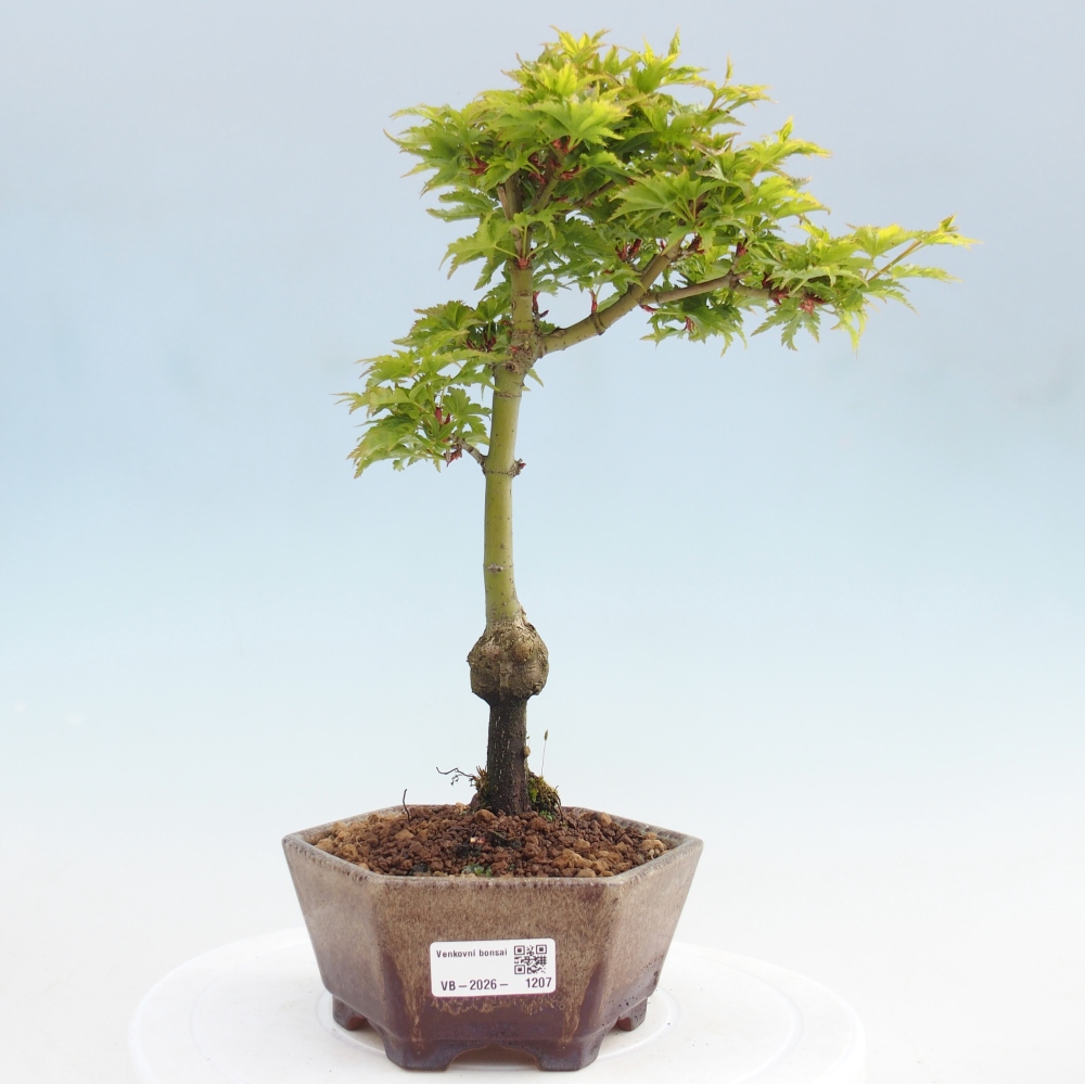 Venkovní bonsai -Javor dlanitolistý Acer palmatum Shishigashira