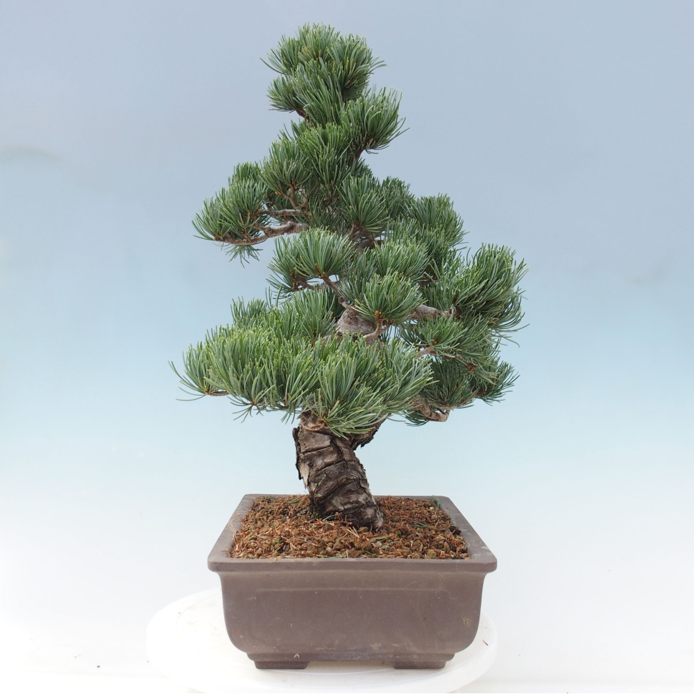 Venkovní bonsai - Pinus parviflora - Borovice drobnokvětá