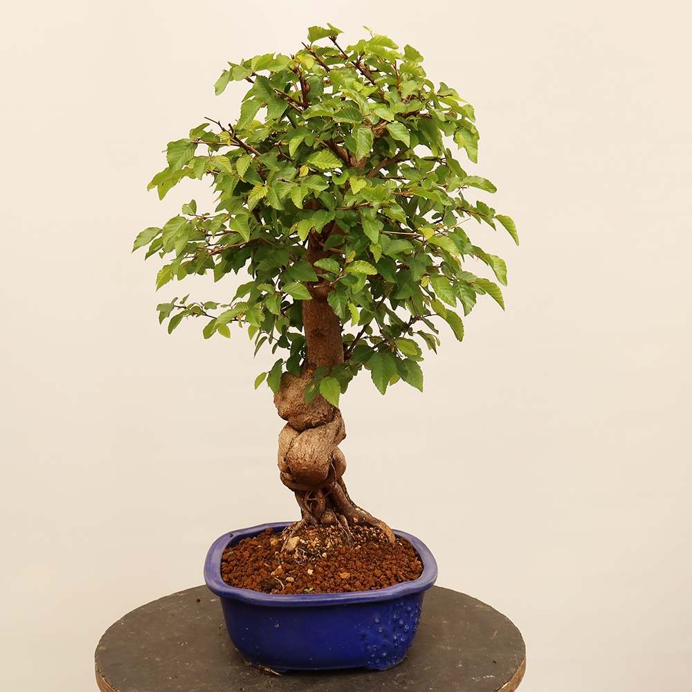 Venkovní bonsai -Carpinus Coreana - Habr korejský