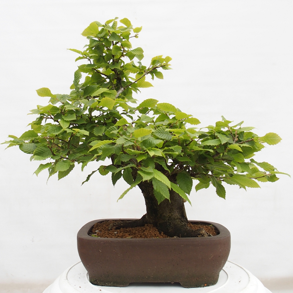 Venkovní bonsai - Habr obecný - Carpinus betulus
