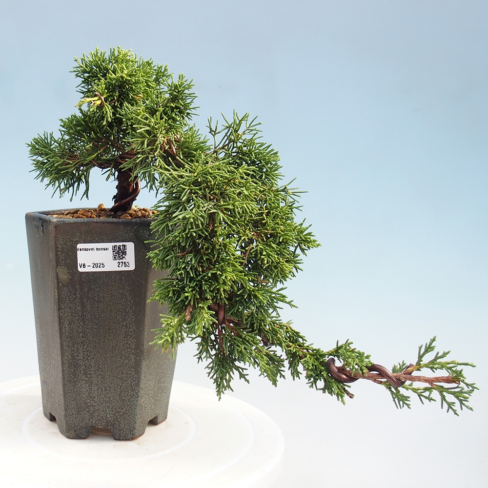 Venkovní bonsai - Juniperus chinensis Kishu -Jalovec čínský