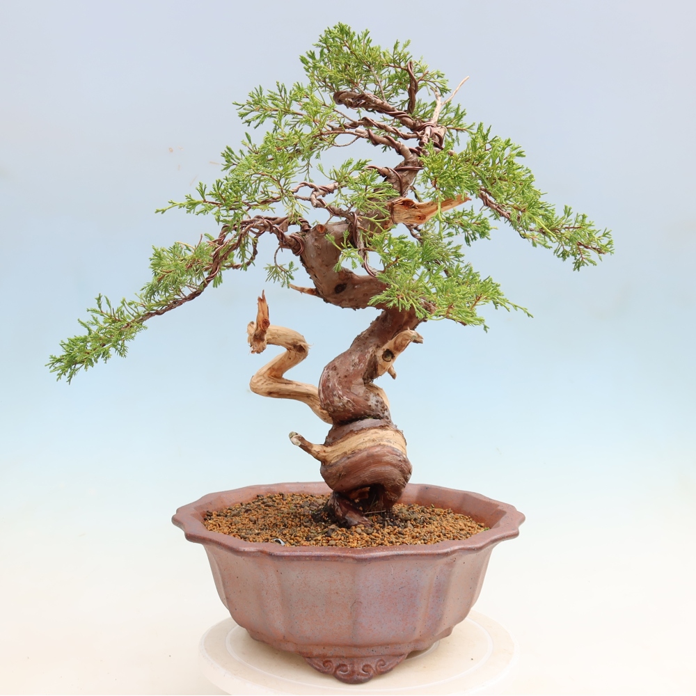 Venkovní bonsai - Juniperus chinensis Itoigawa-Jalovec čínský