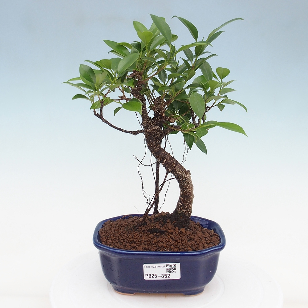 Pokojová bonsai - Ficus retusa -  malolistý fíkus