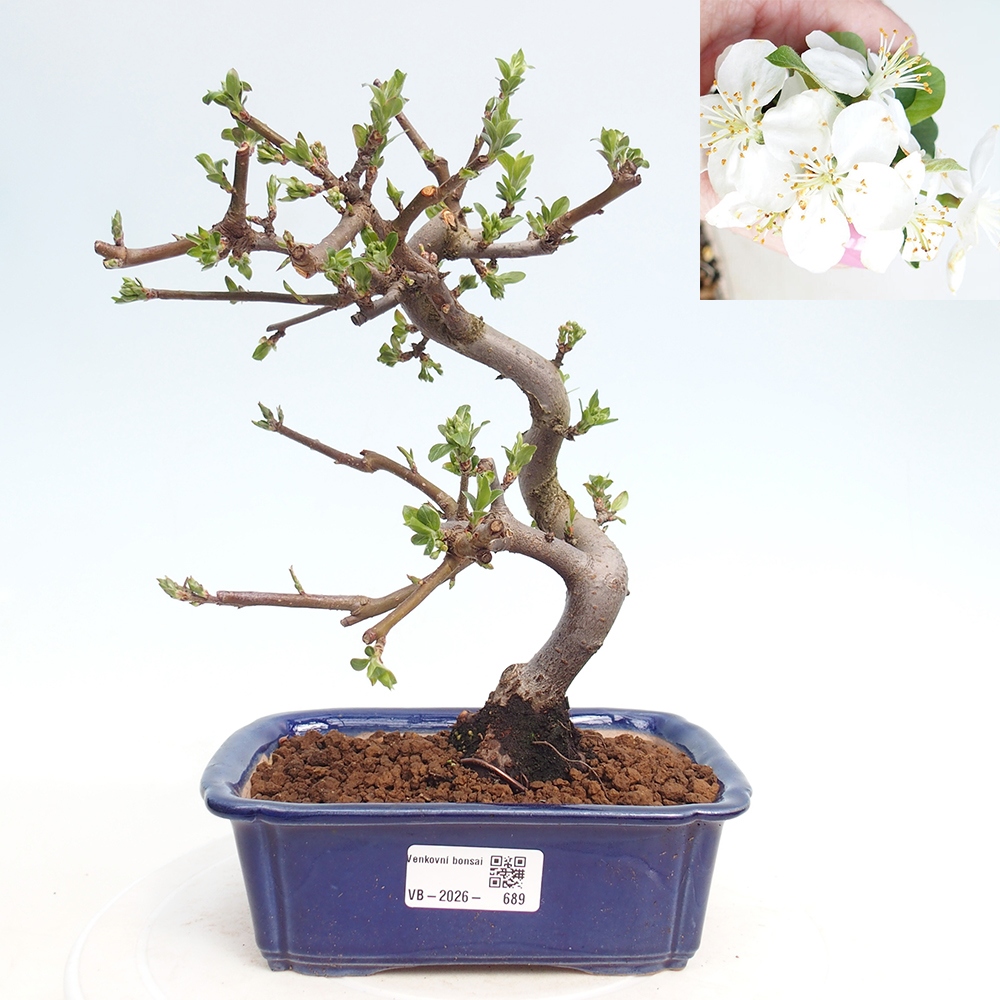 Venkovní bonsai - Malus sargentii -  Maloplodá jabloň
