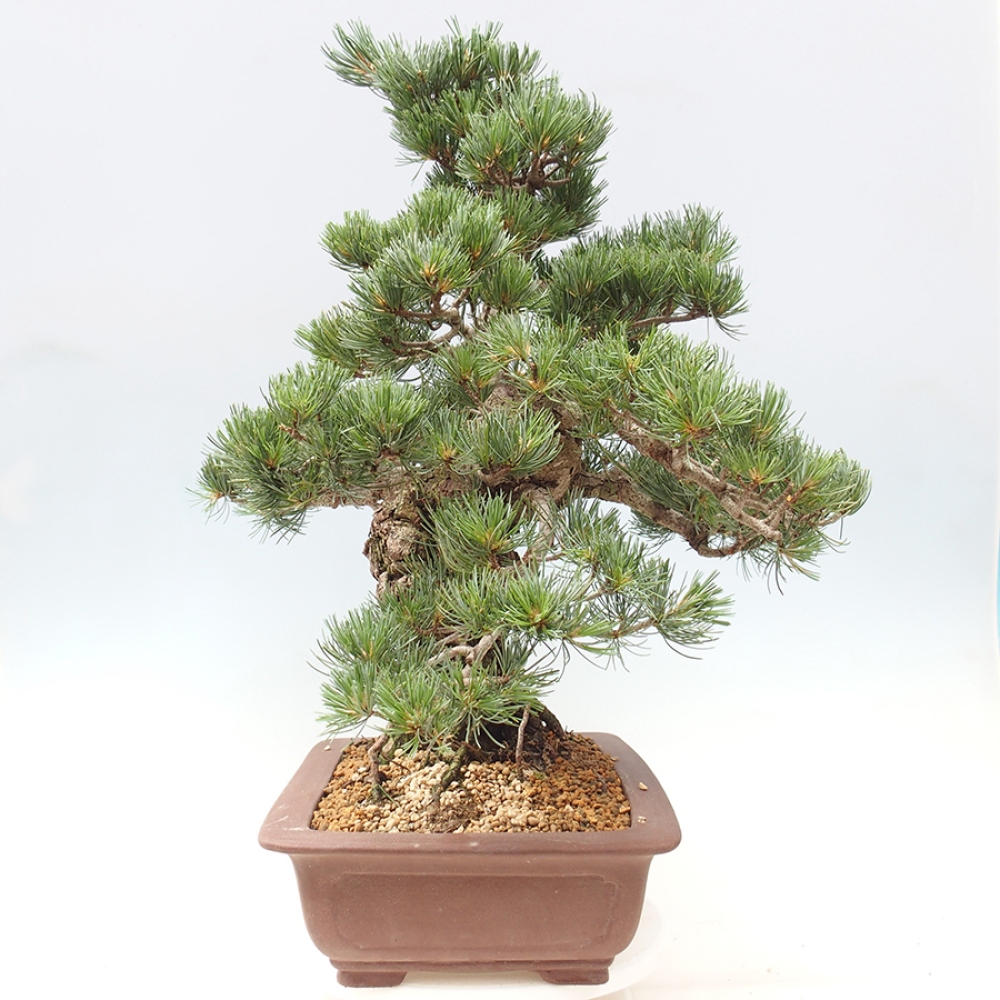 Venkovní bonsai - Pinus parviflora - Borovice drobnokvětá