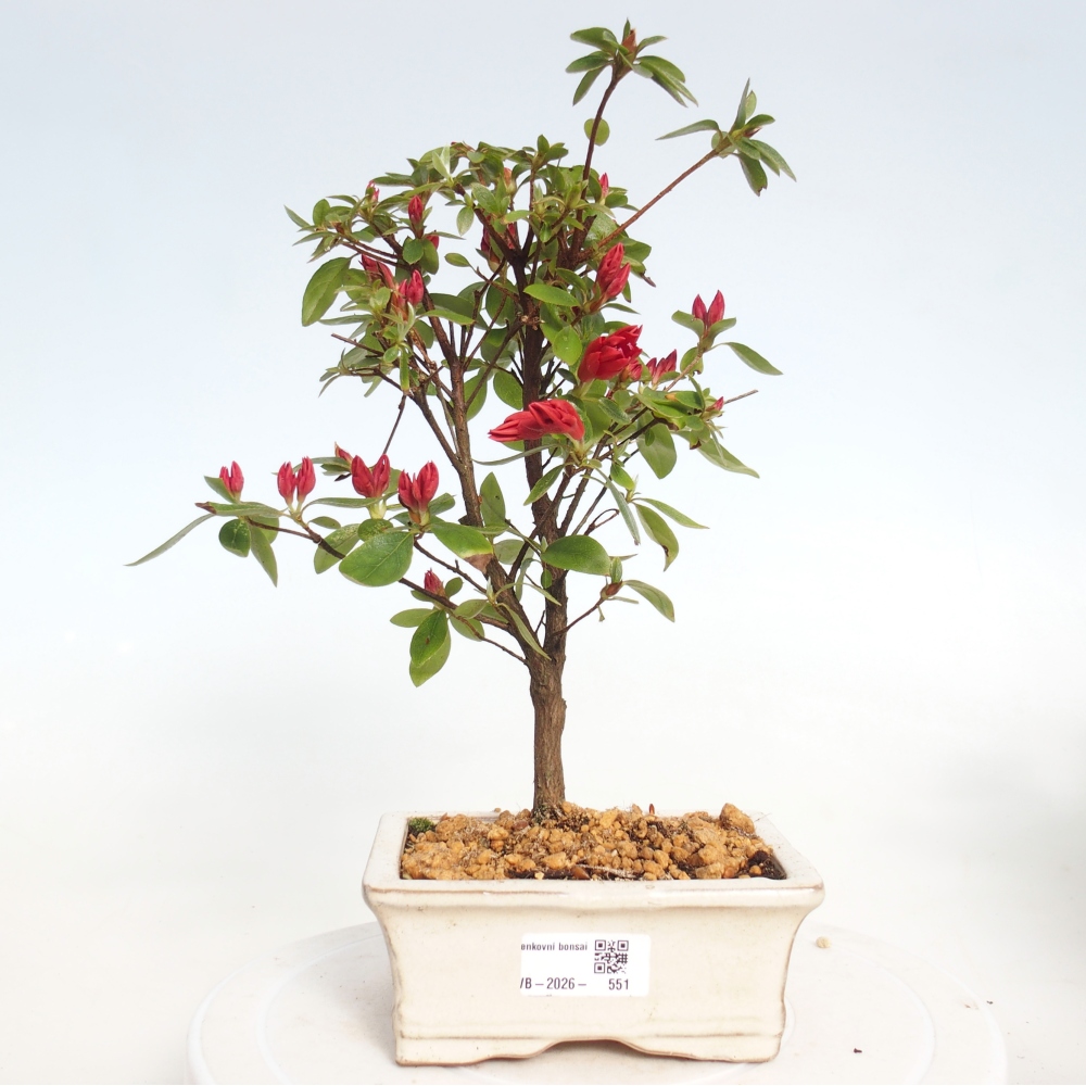 Venkovní bonsai - Japonská azalka - Azalea sp.