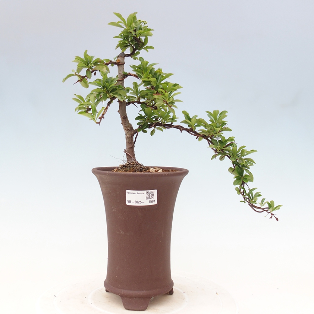 Venkovní bonsai-Pyracanta Teton -Hlohyně