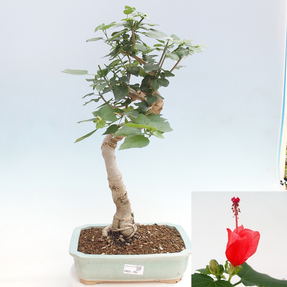 Pokojová bonsai - Malvaviscus arboreus - ibiškovec dřevnatý