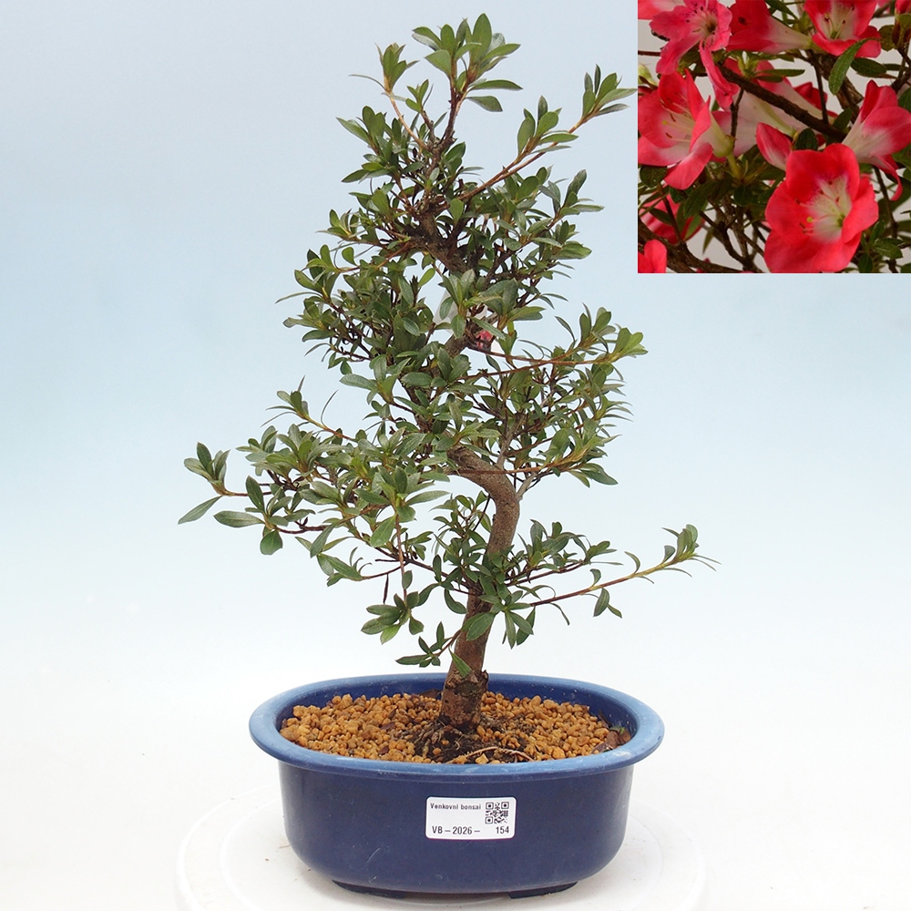 Venkovní bonsai - Japonská azalka - Azalea Beniko