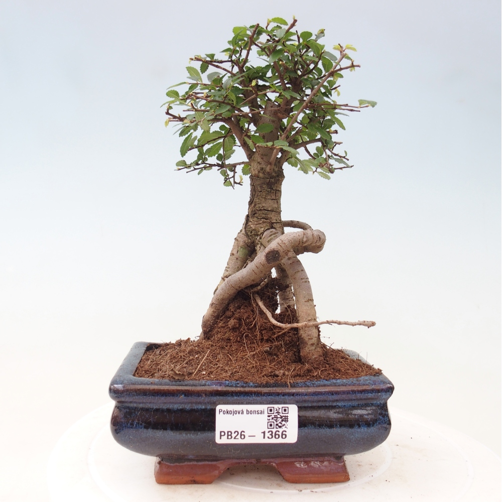 Pokojová bonsai - Ulmus parvifolia - Malolistý jilm