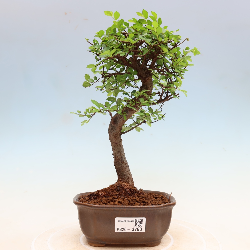 Pokojová bonsai - Ulmus parvifolia - Malolistý jilm