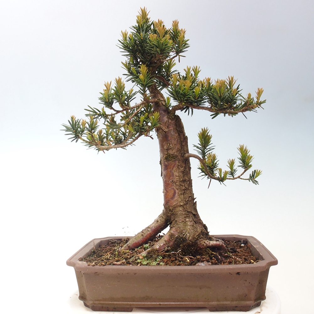 Venkovní bonsai - Taxus cuspidata  - Tis japonský