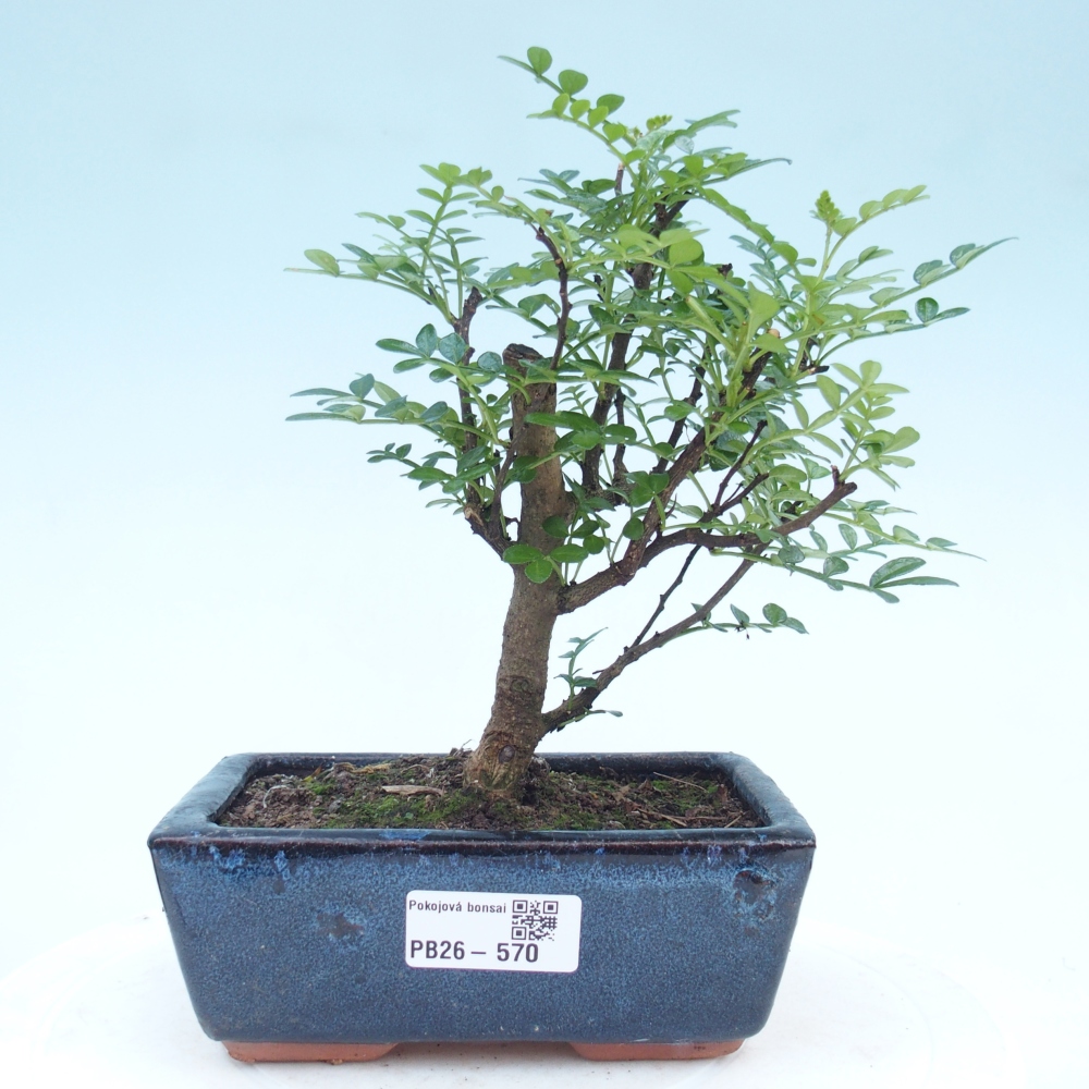 Pokojová bonsai - Zantoxylum piperitum - pepřovník