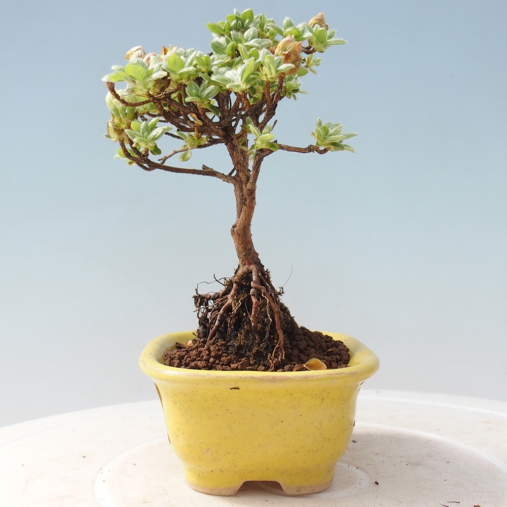 Venkovní bonsai - Rhododendron indicum - Japonská azalka