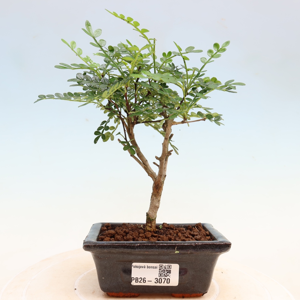 Pokojová bonsai - Zantoxylum piperitum - pepřovník