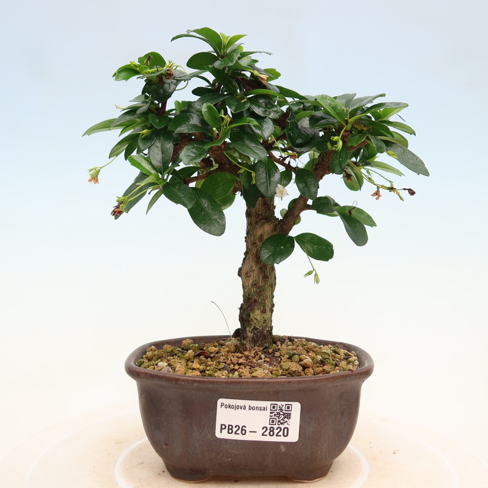 Pokojová bonsai - Carmona macrophylla - Čaj fuki