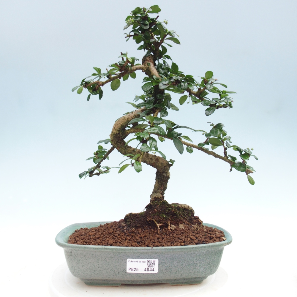 Pokojová bonsai - Carmona macrophylla - Čaj fuki